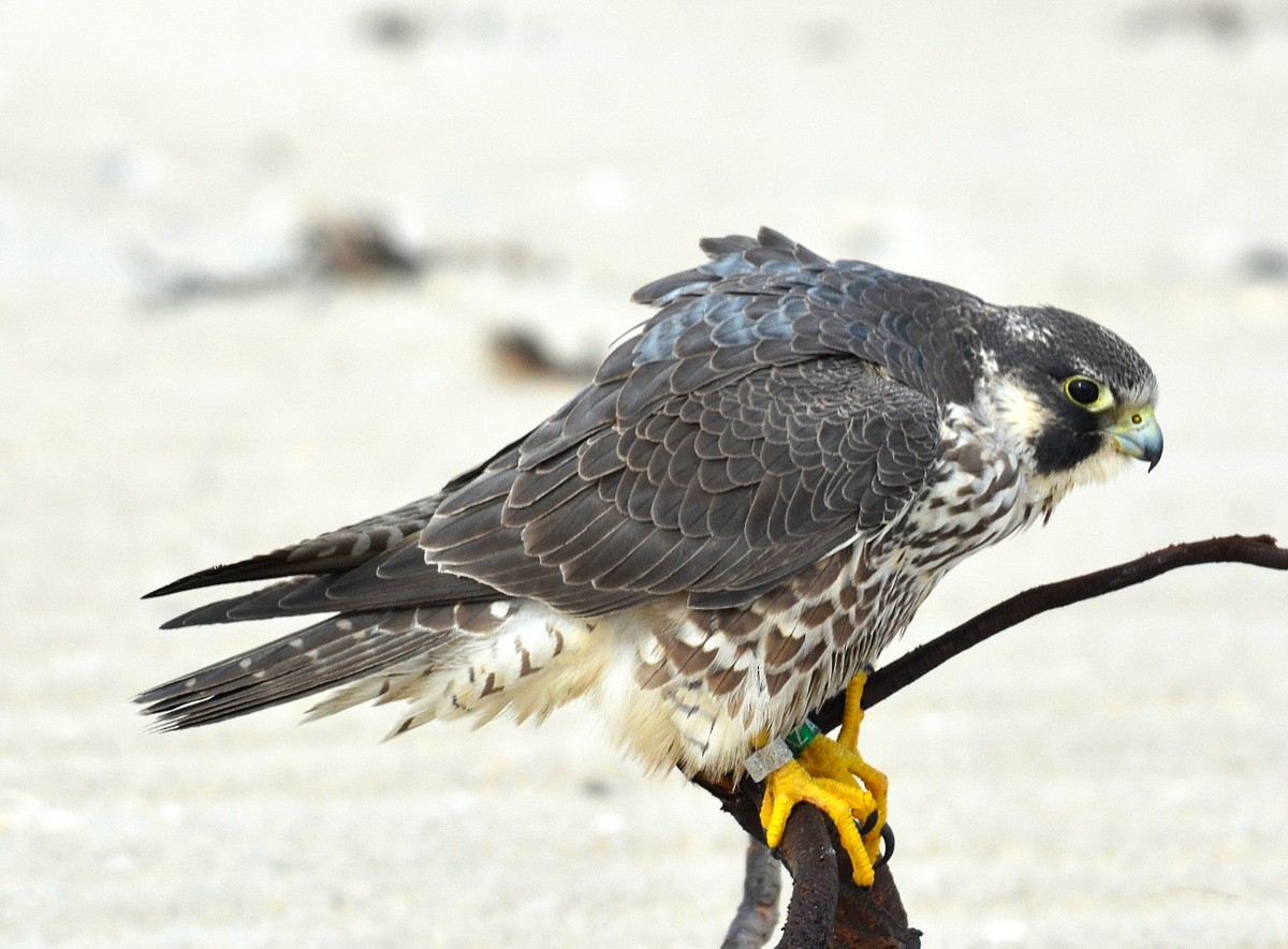 Peregrine Falcon - Richard Haimes