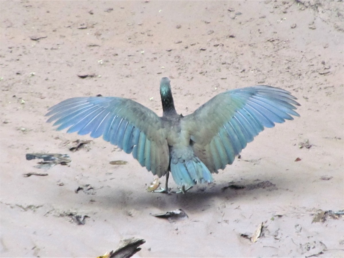 Green Ibis - Susan Brauning