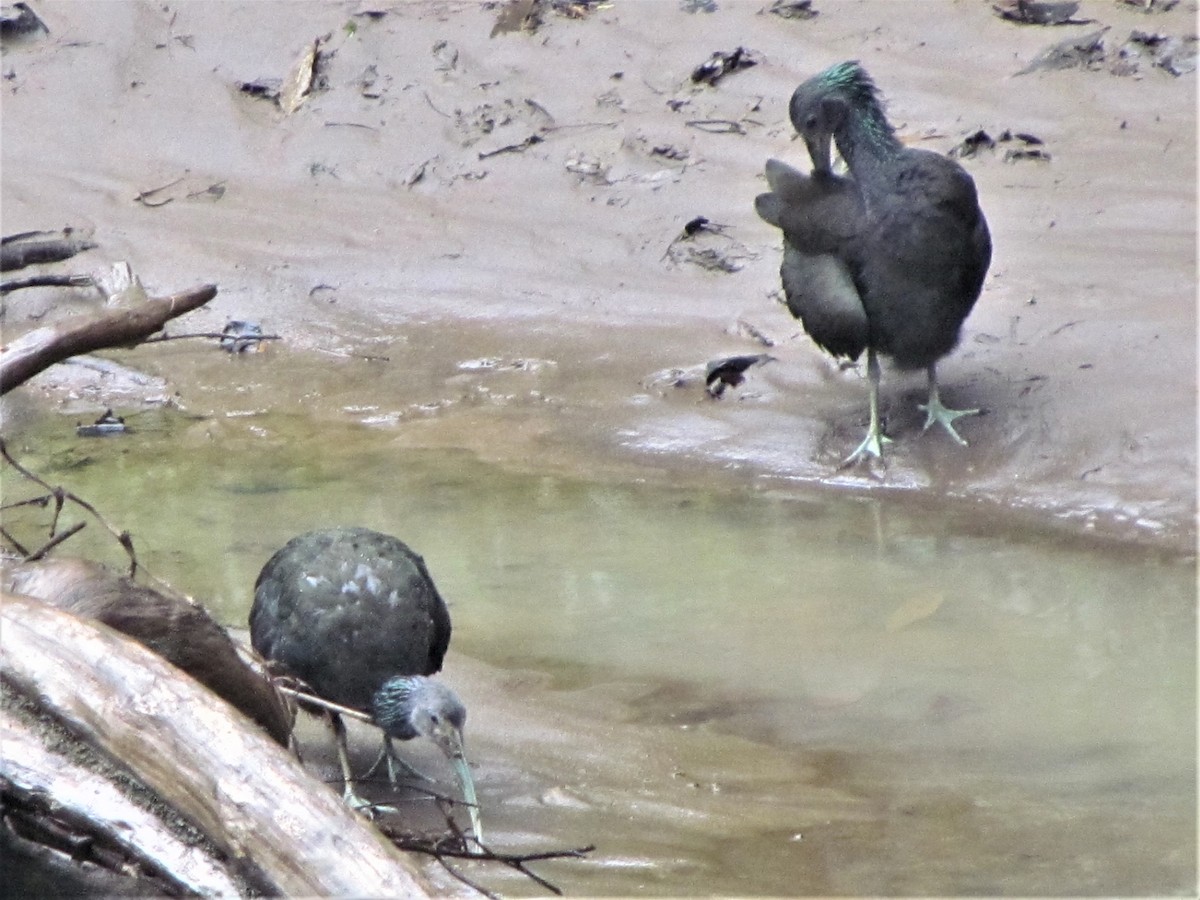 Green Ibis - Susan Brauning