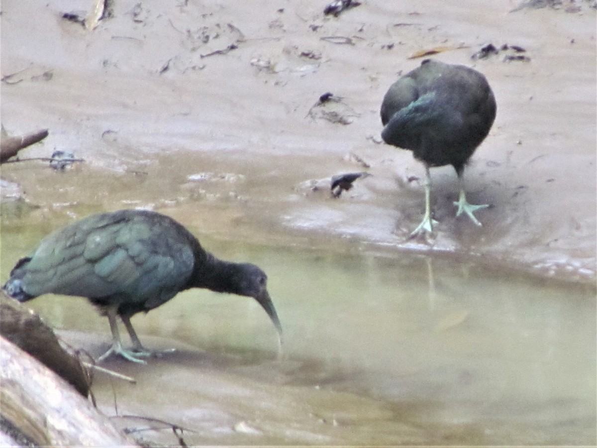 Green Ibis - Susan Brauning