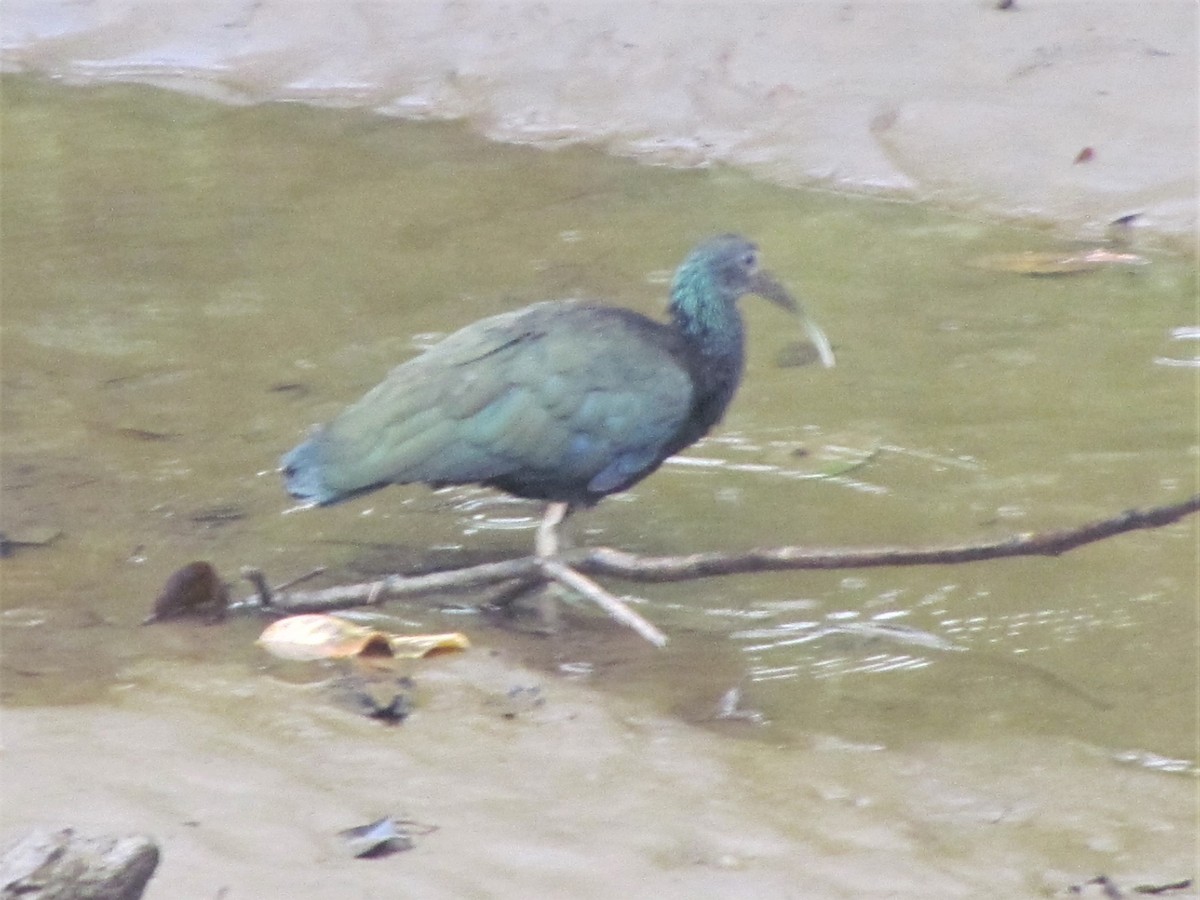 Green Ibis - Susan Brauning