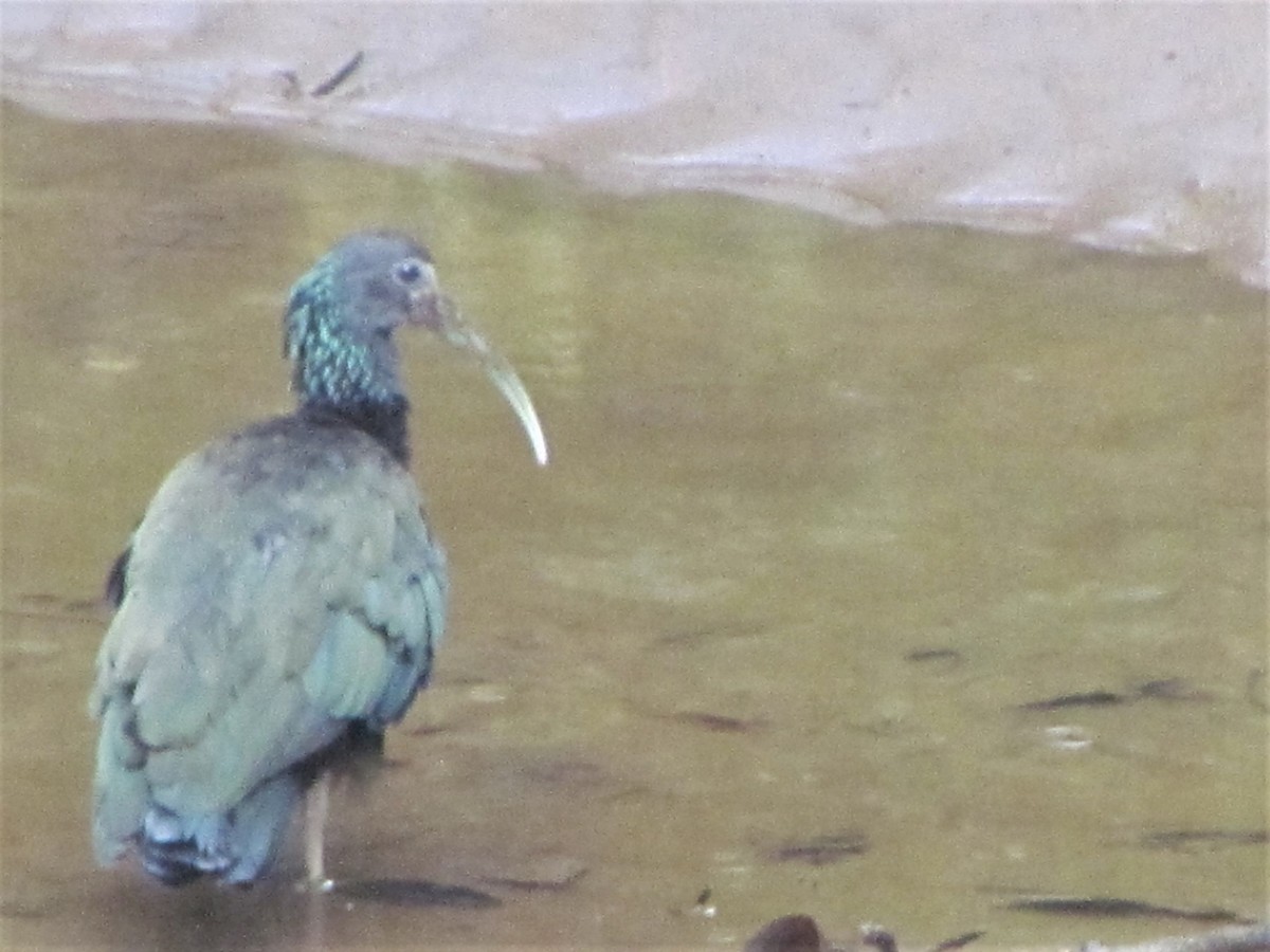 Green Ibis - Susan Brauning