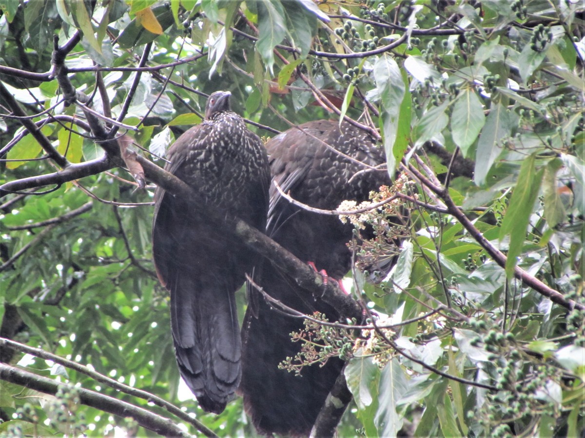 Crested Guan - Susan Brauning