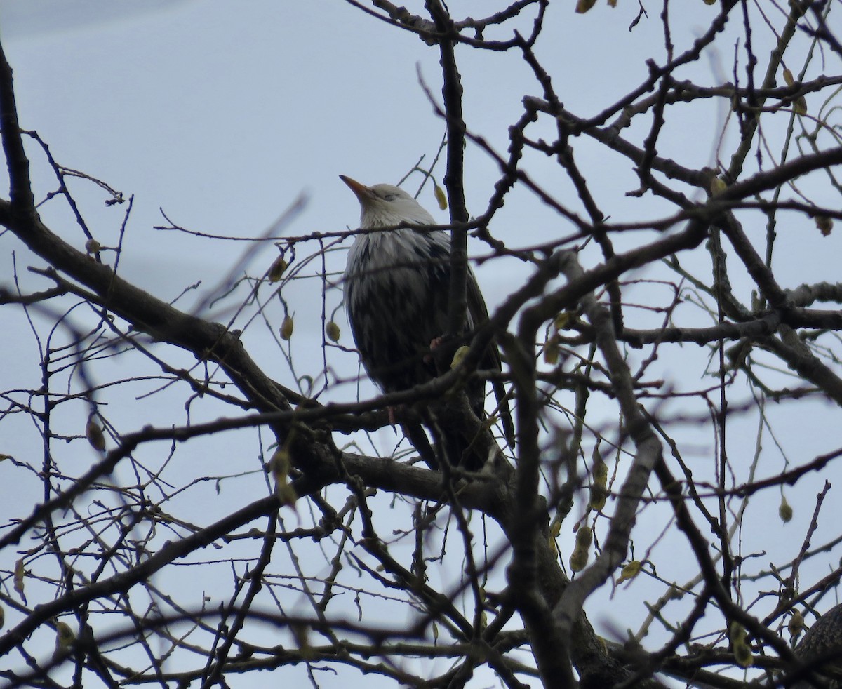 European Starling - ML126859911