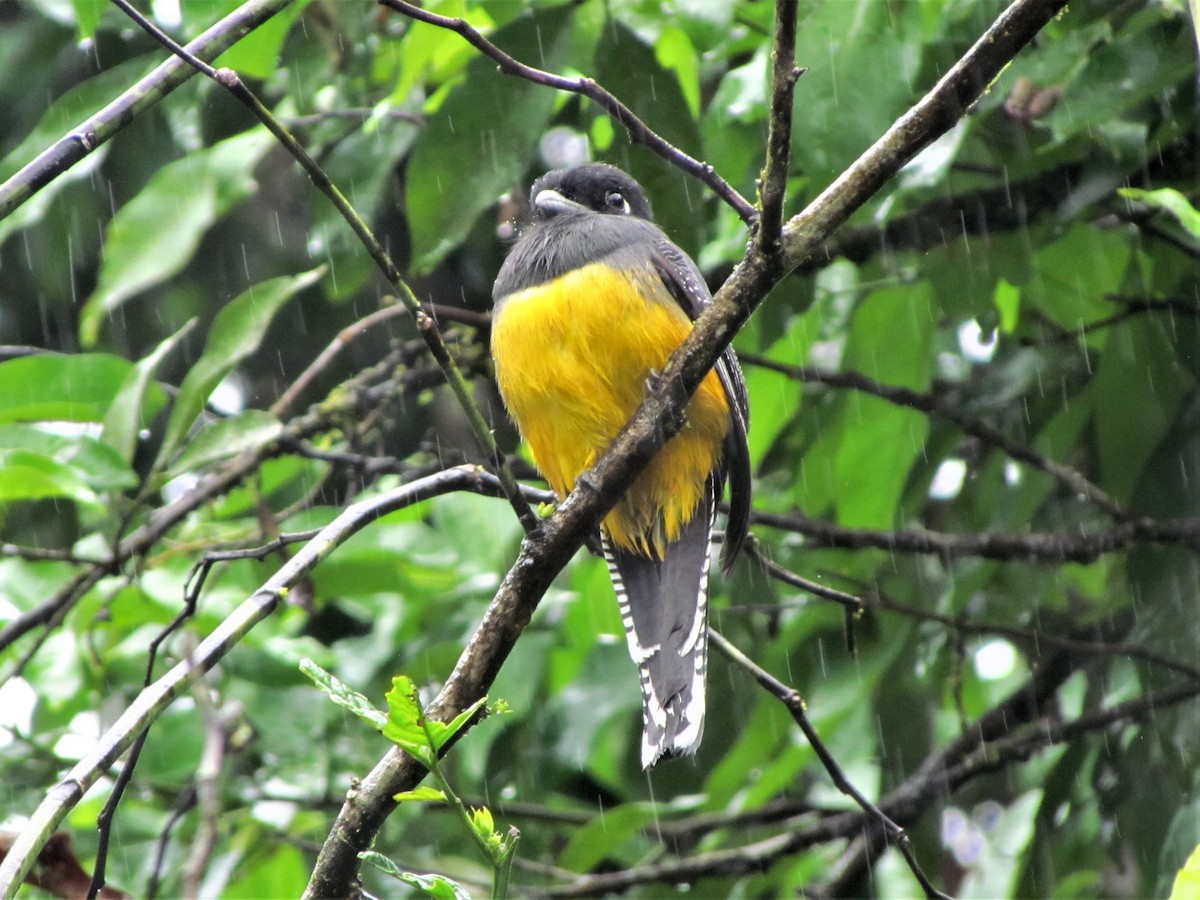 Gartered Trogon - Susan Brauning