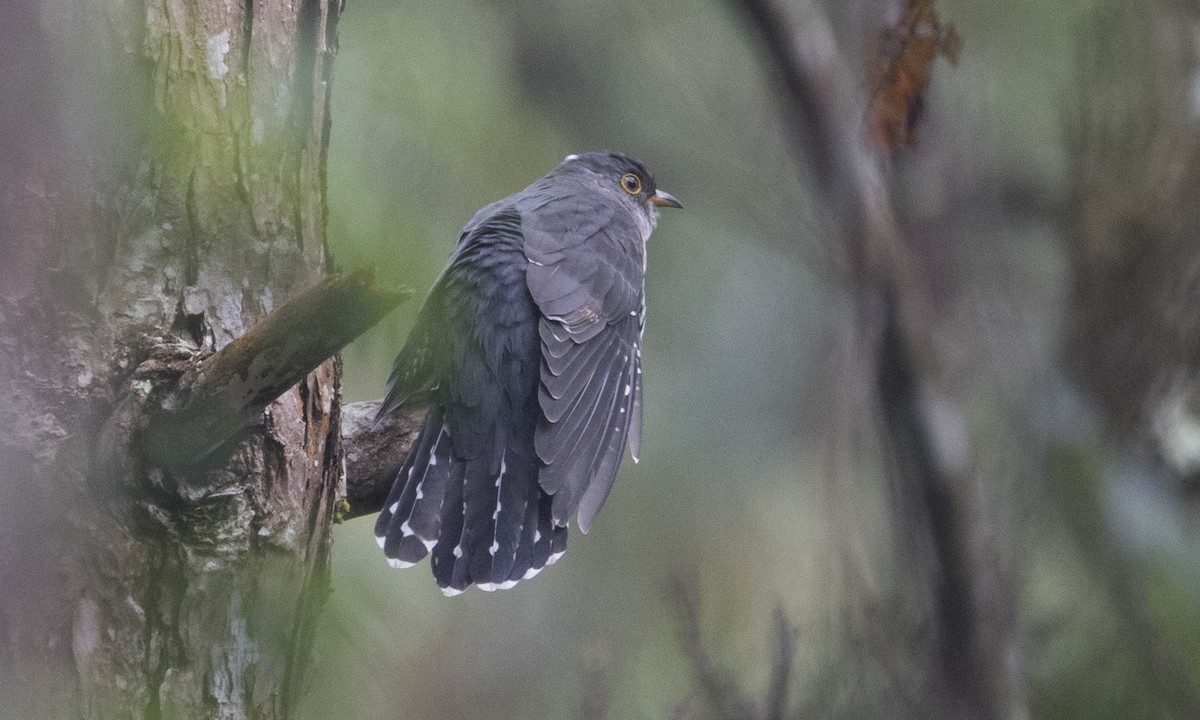 Lesser Cuckoo - ML126861121