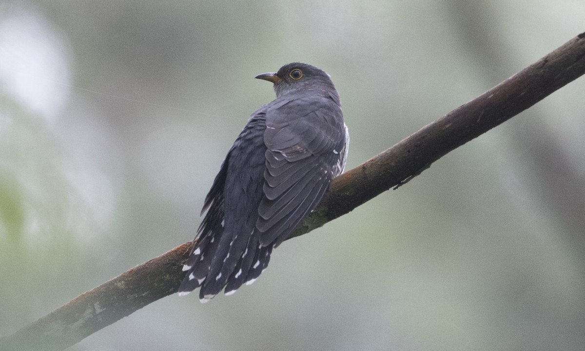 Lesser Cuckoo - Brian Sullivan