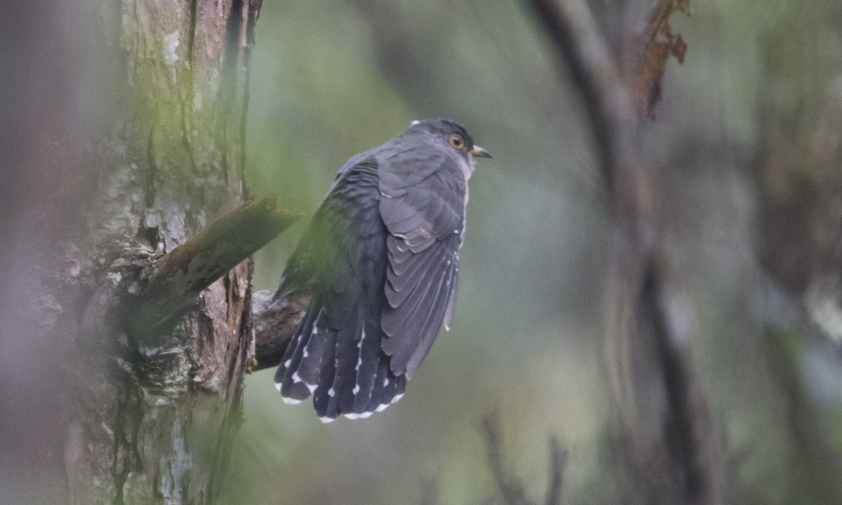 Lesser Cuckoo - ML126861141