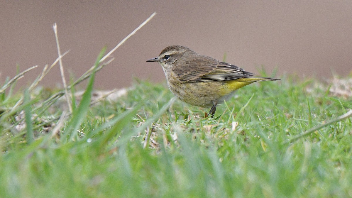 Palm Warbler (Western) - ML126861361