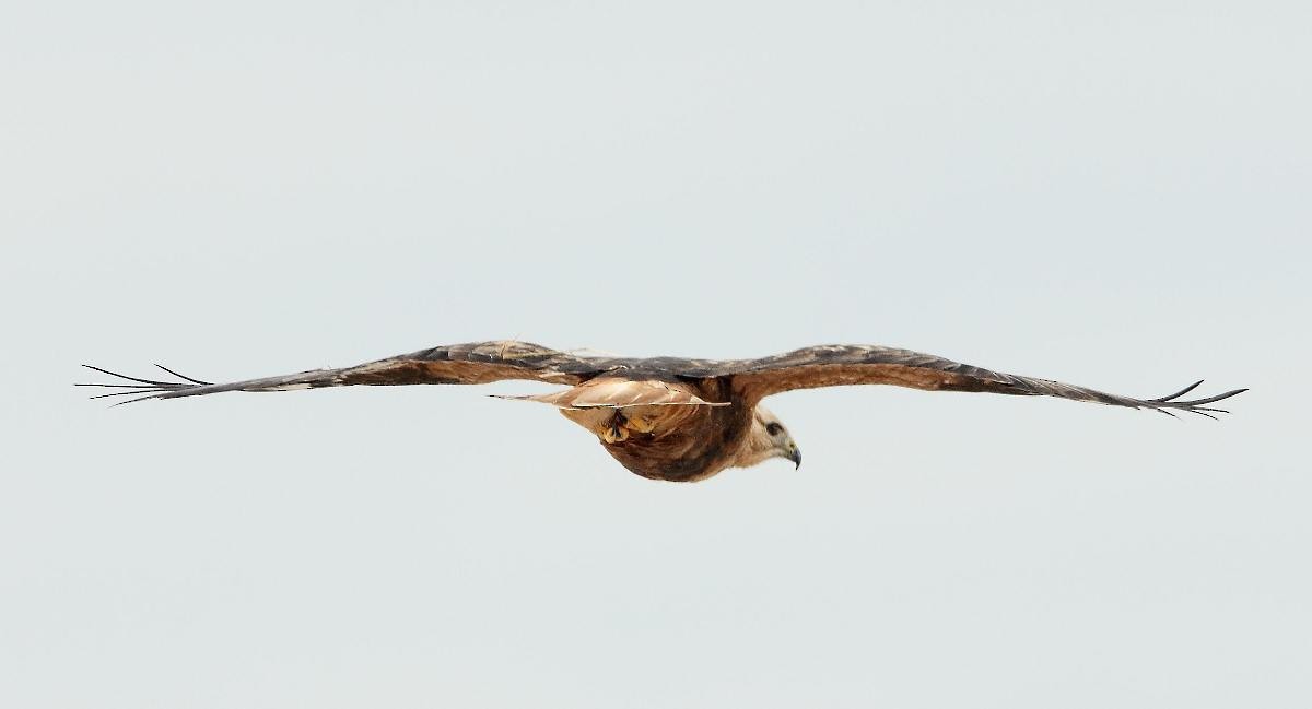 Long-legged Buzzard - ML126861801