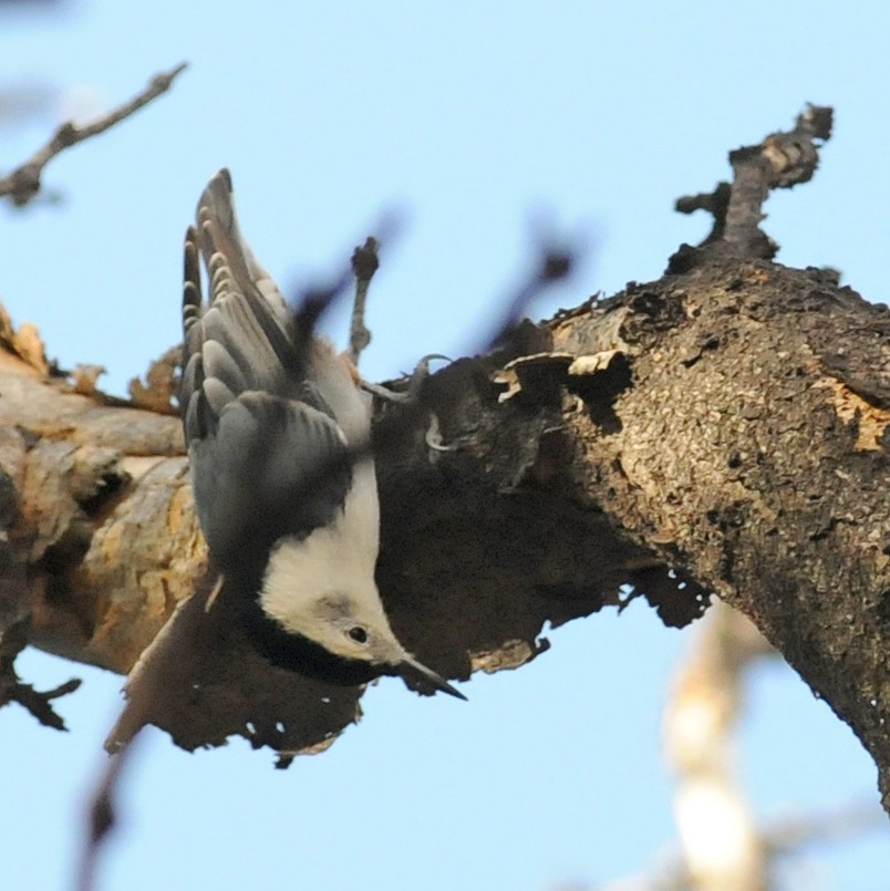 White-breasted Nuthatch (Interior West) - ML126862731
