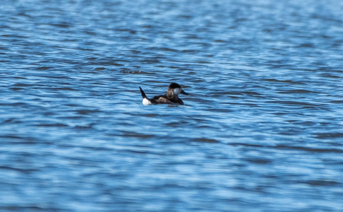 Ruddy Duck - Susan Mac