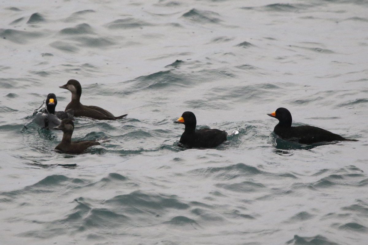 Black Scoter - Robin Corcoran