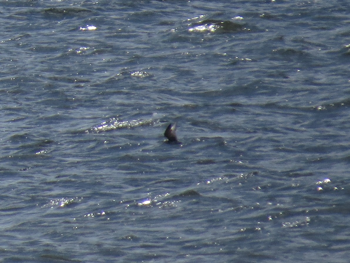 Black Tern - John van Dort