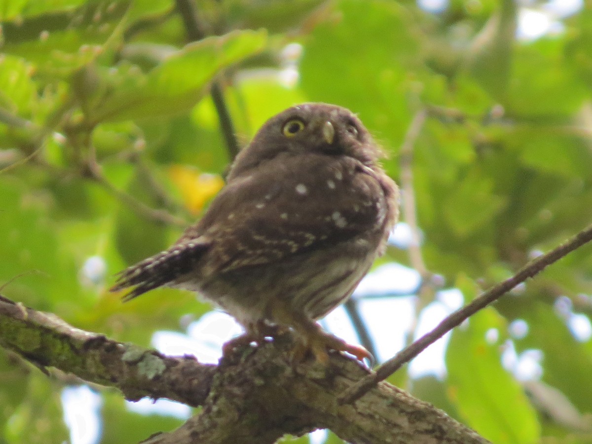 Glaucidium sp. - ML126865551