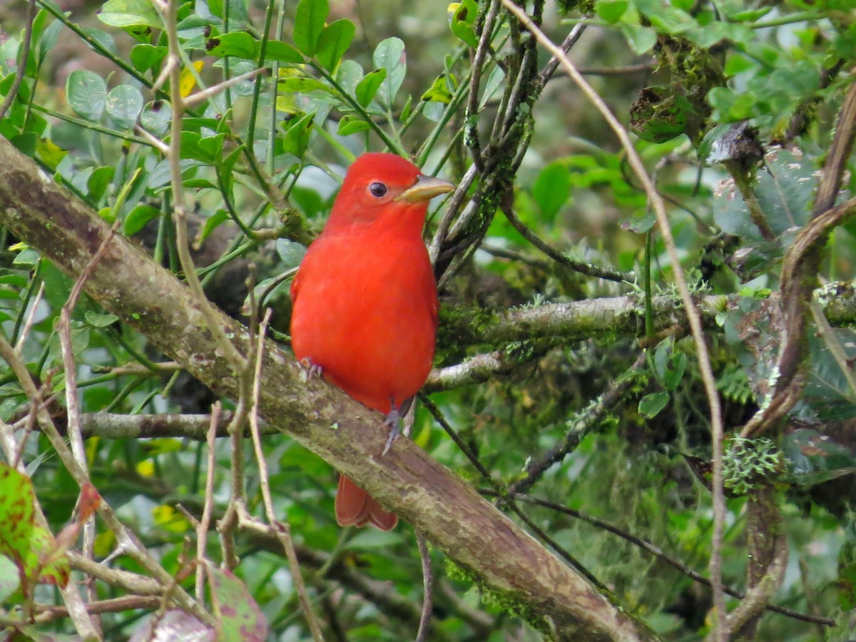 Summer Tanager - ML126866101