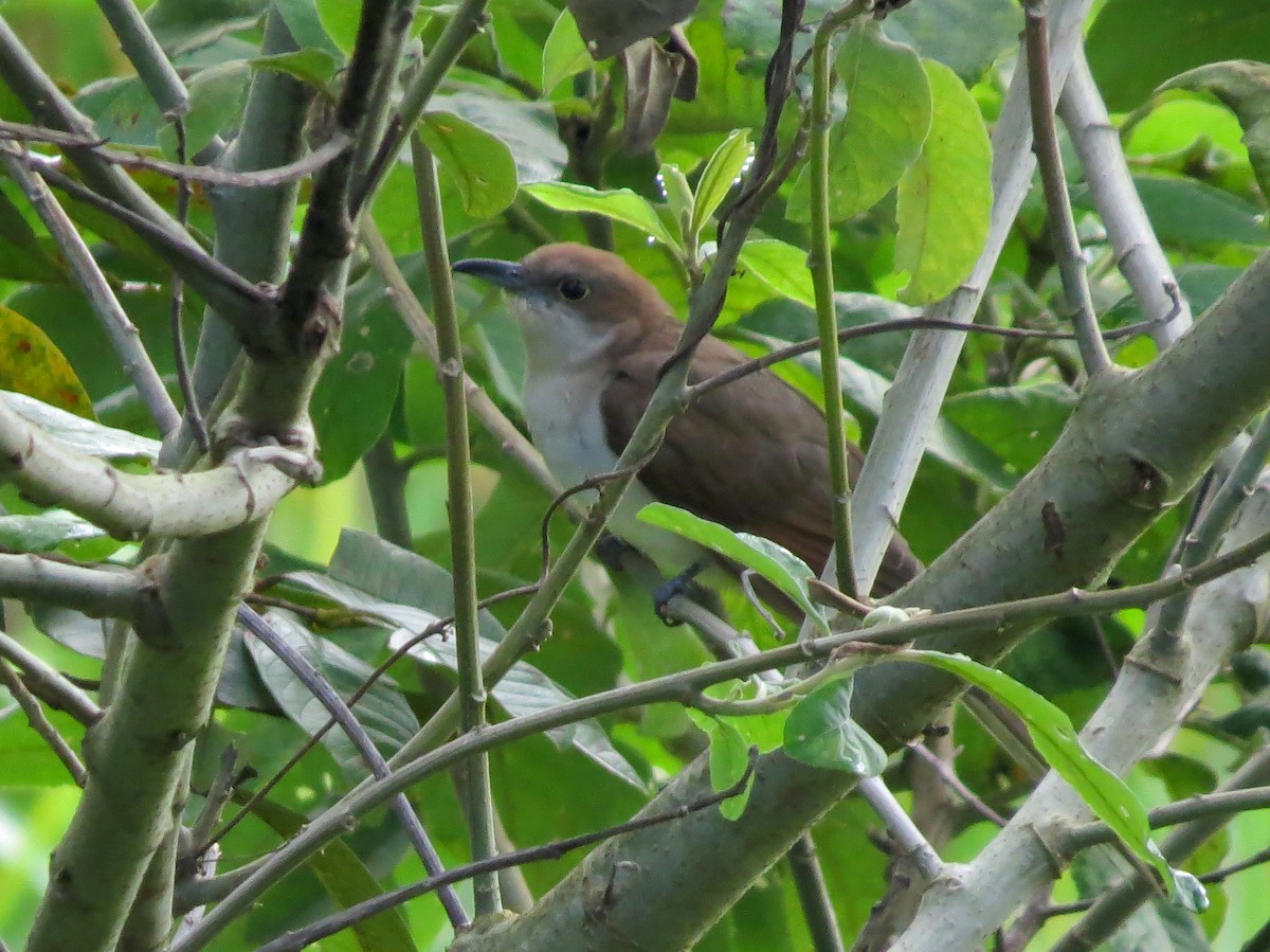 Black-billed Cuckoo - ML126866241