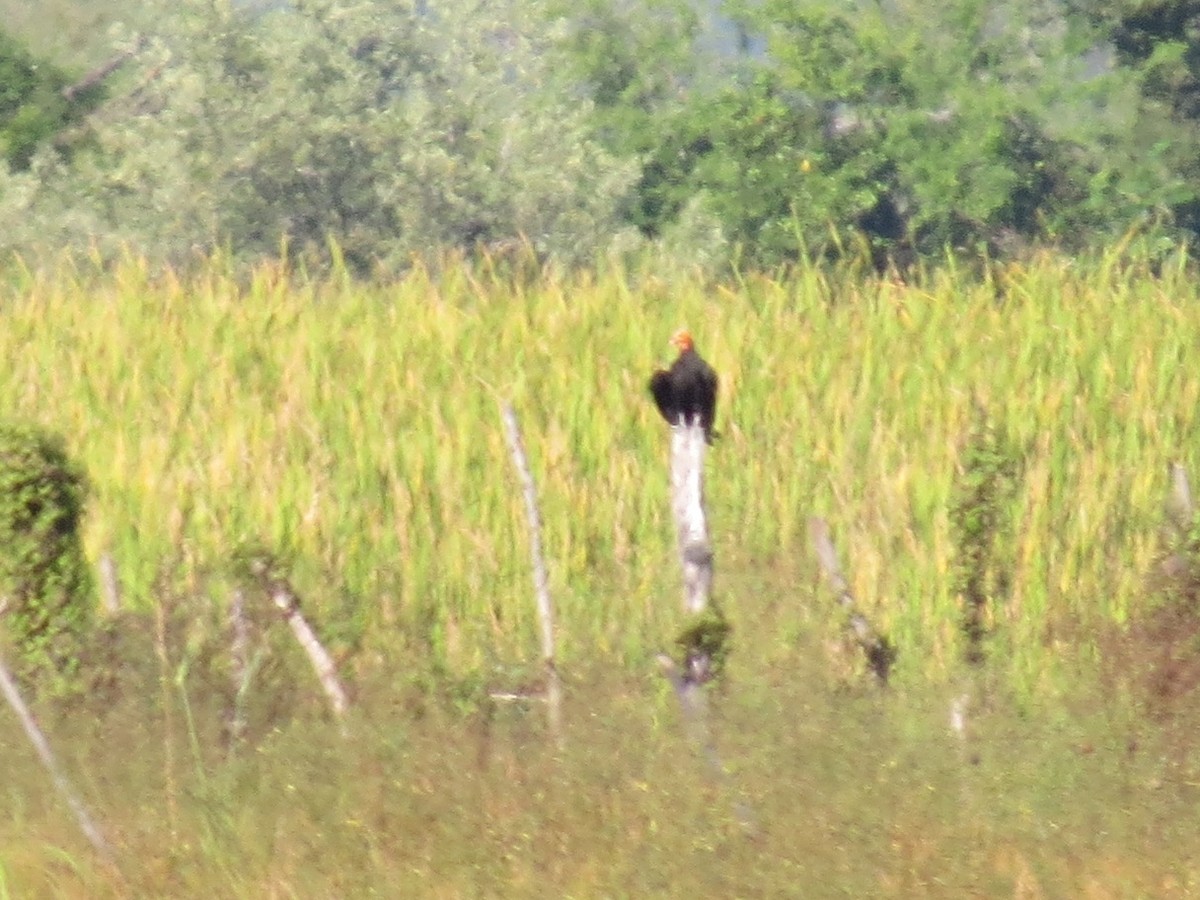 Lesser Yellow-headed Vulture - ML126866981