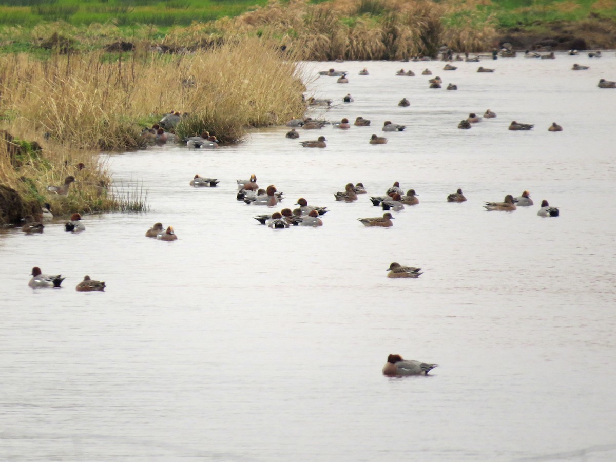 Eurasian Wigeon - ML126867191