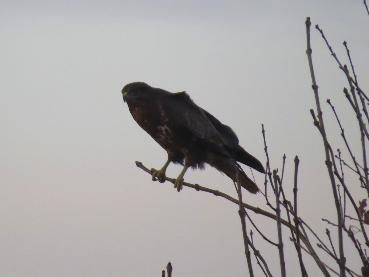 Common Buzzard - ML126867411