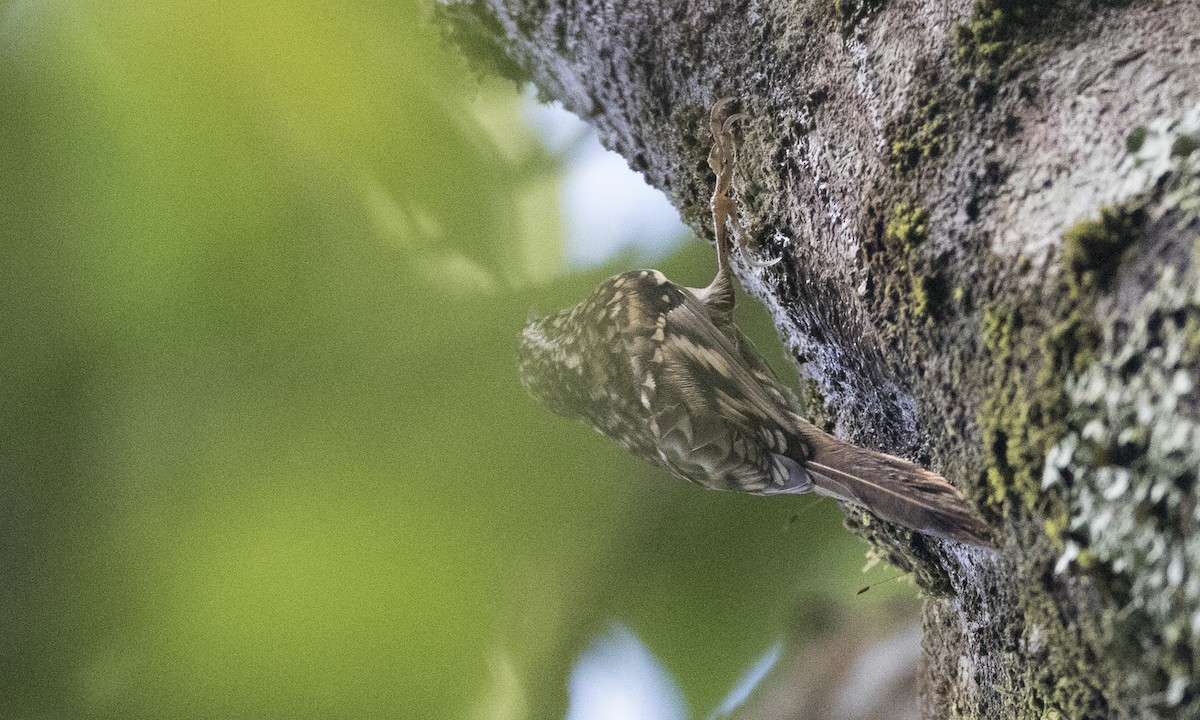 Hume's Treecreeper - ML126867581