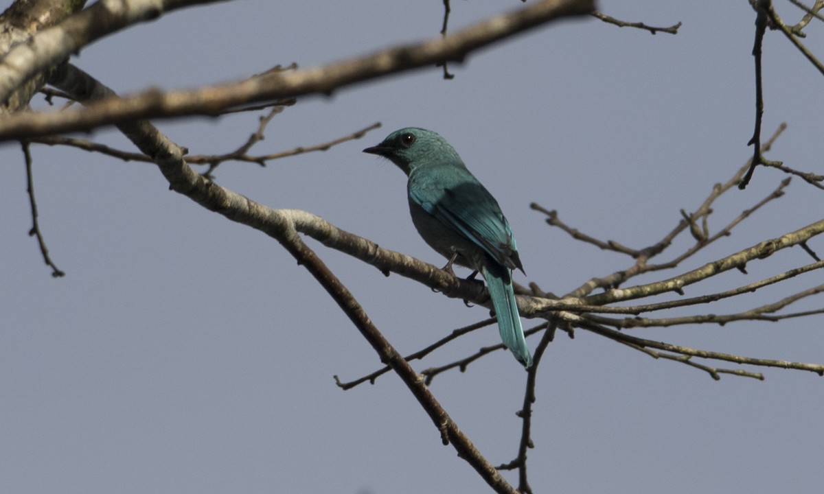 Verditer Flycatcher - ML126867771