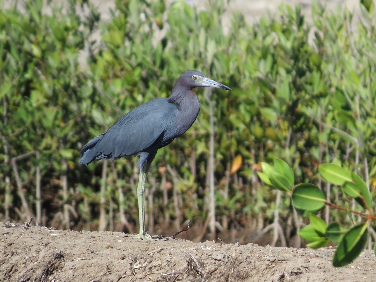 Little Blue Heron - ML126868181