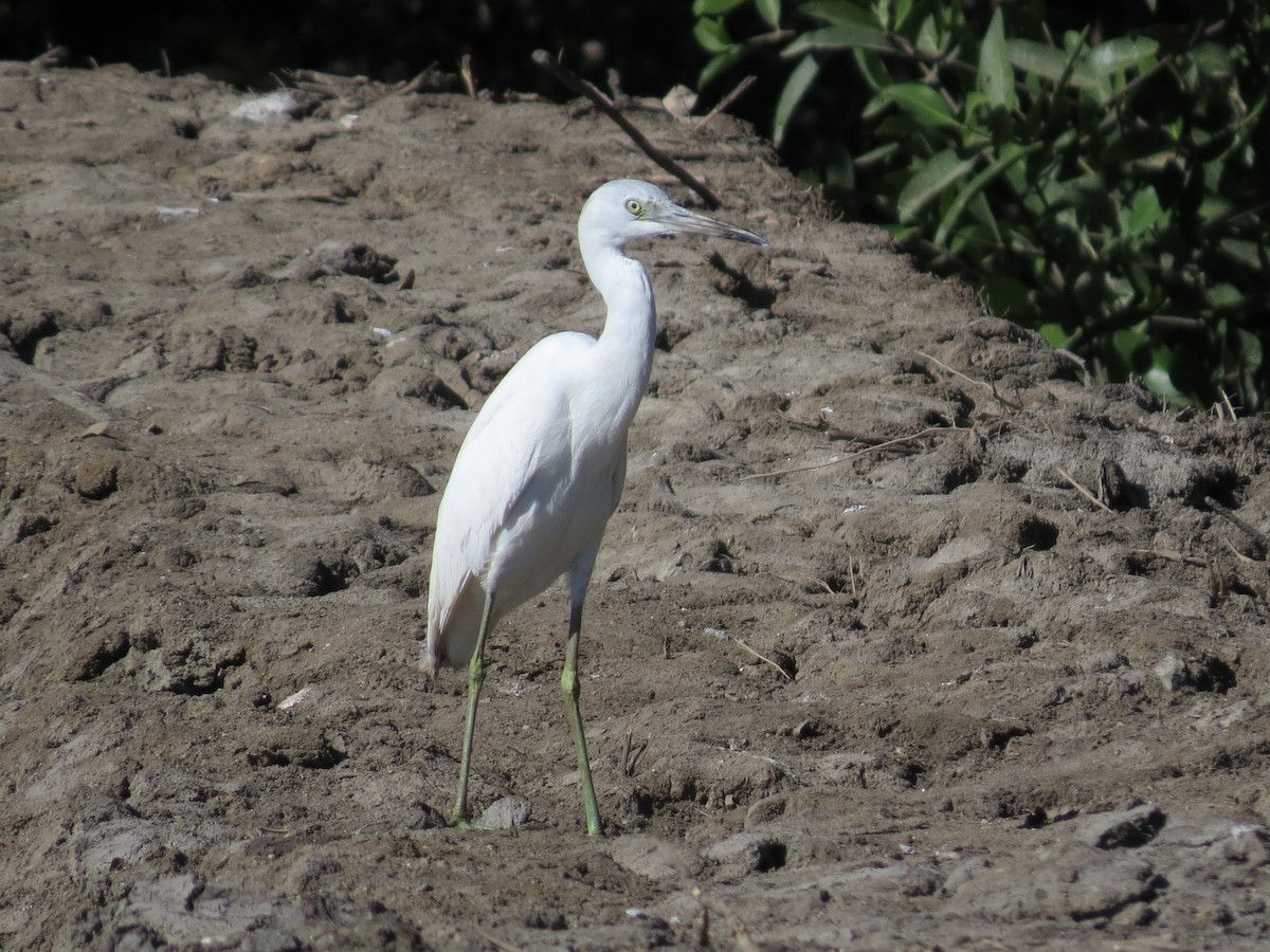 Little Blue Heron - ML126868191