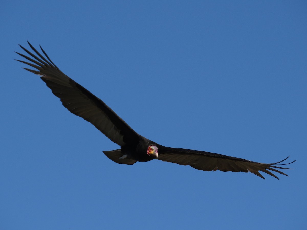 Lesser Yellow-headed Vulture - John van Dort