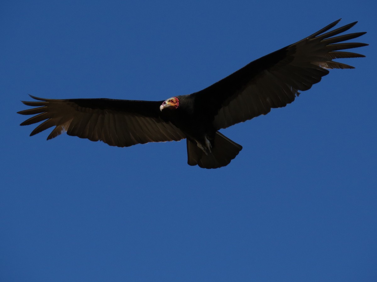 Lesser Yellow-headed Vulture - John van Dort