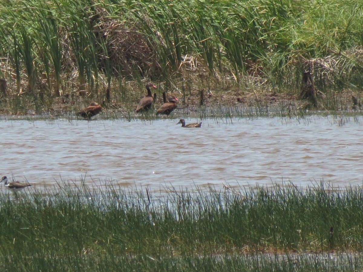 Lesser Scaup - ML126869681