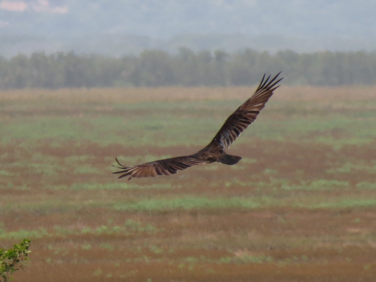 Lesser Yellow-headed Vulture - John van Dort