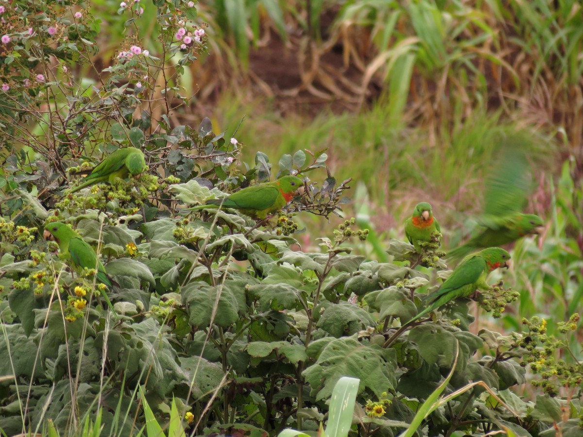 Green Parakeet (Red-throated) - ML126869861
