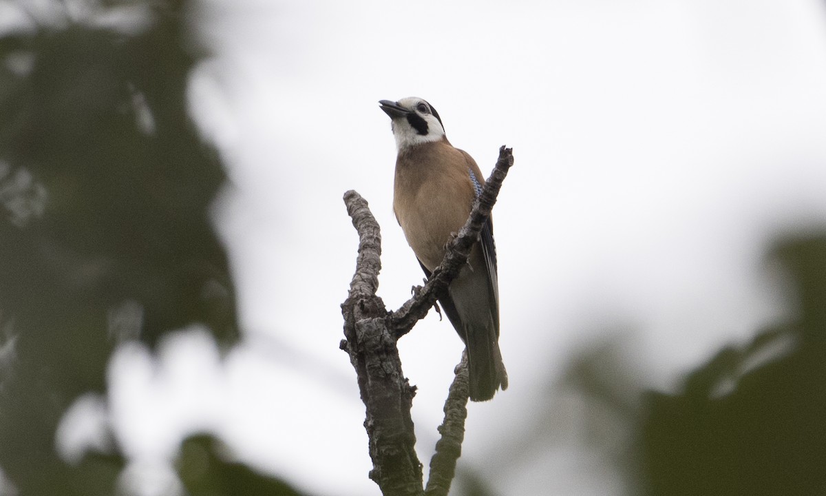 Eurasian Jay (White-faced) - ML126870171