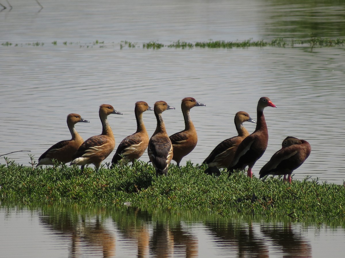 Fulvous Whistling-Duck - ML126870371