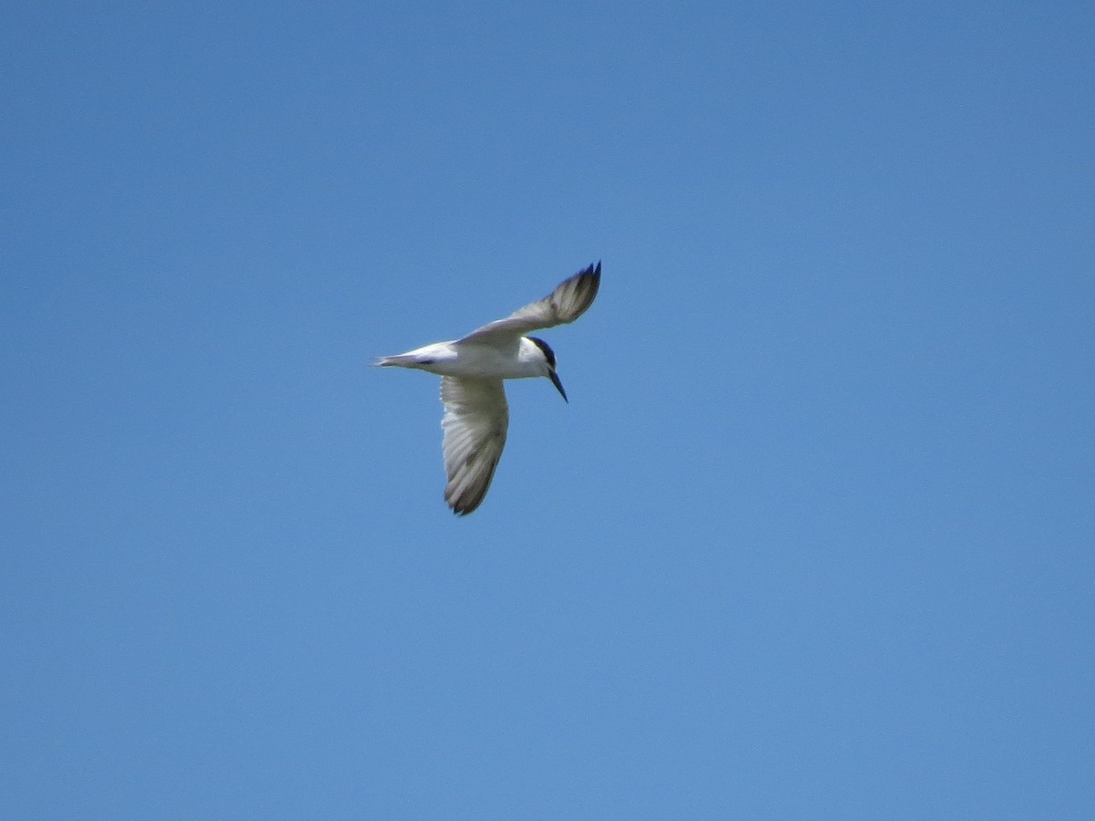 Least Tern - ML126870441