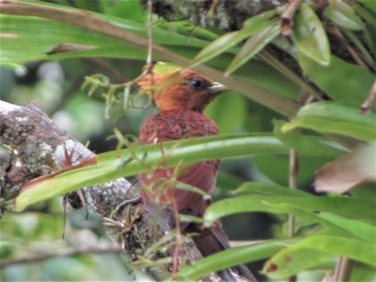 Chestnut-colored Woodpecker - Susan Brauning