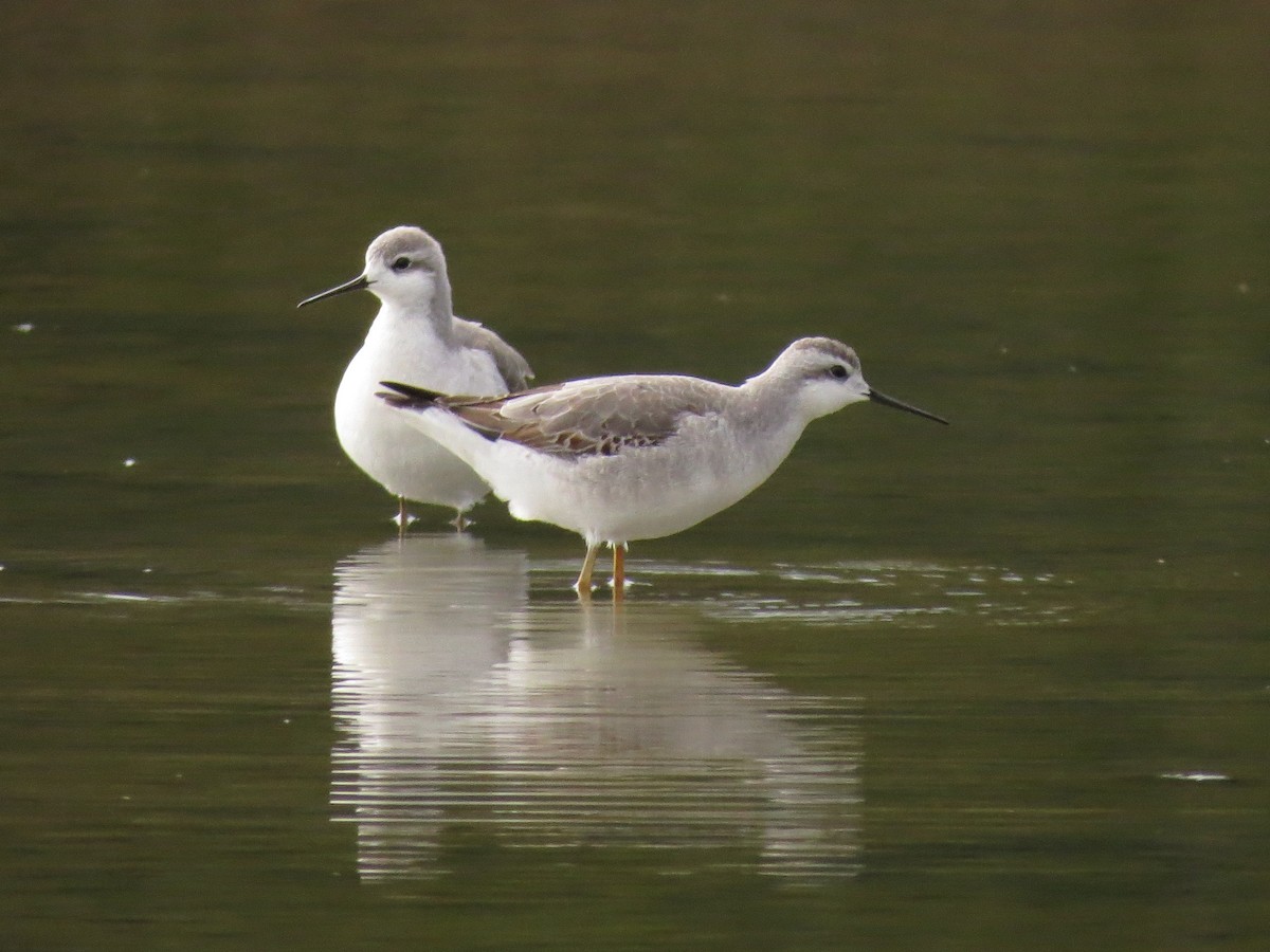 Wilson's Phalarope - John van Dort