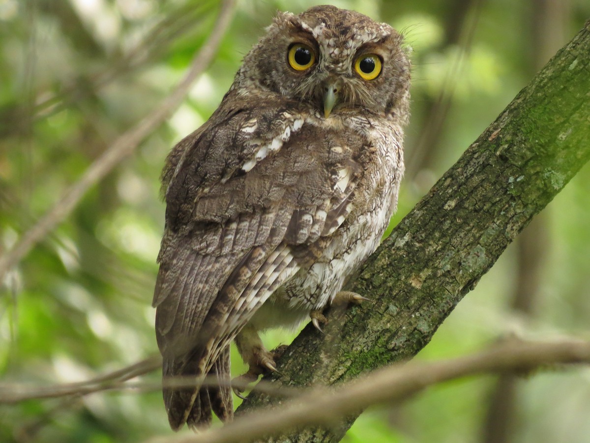 screech-owl sp. - John van Dort