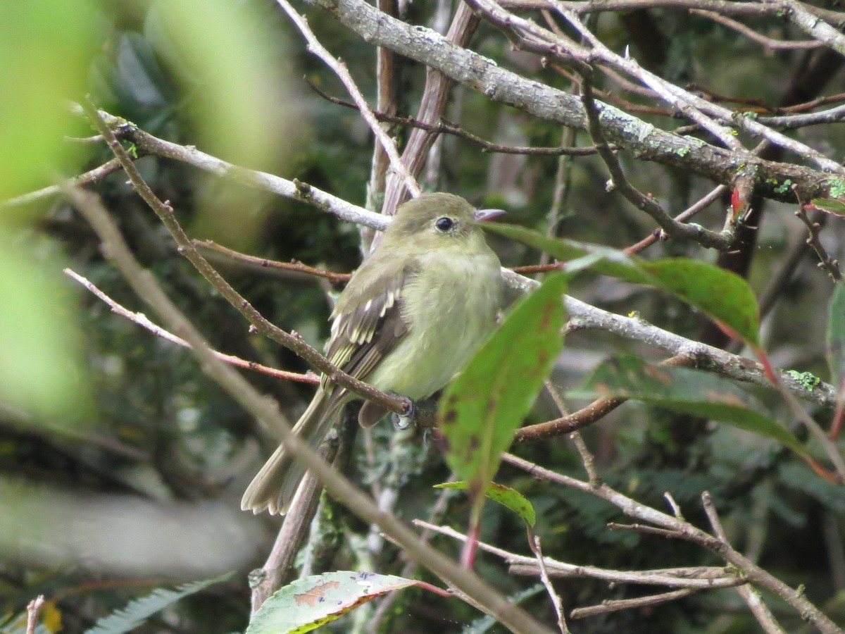 Mountain Elaenia - ML126871211