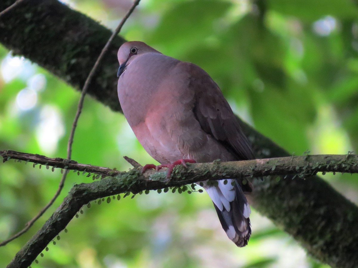 Gray-chested Dove - ML126871381