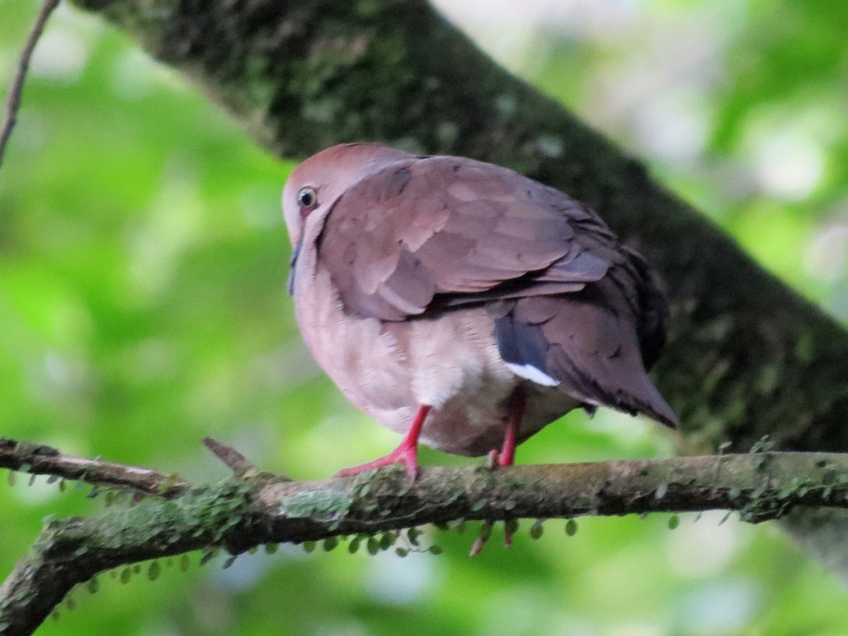 Gray-chested Dove - ML126871391