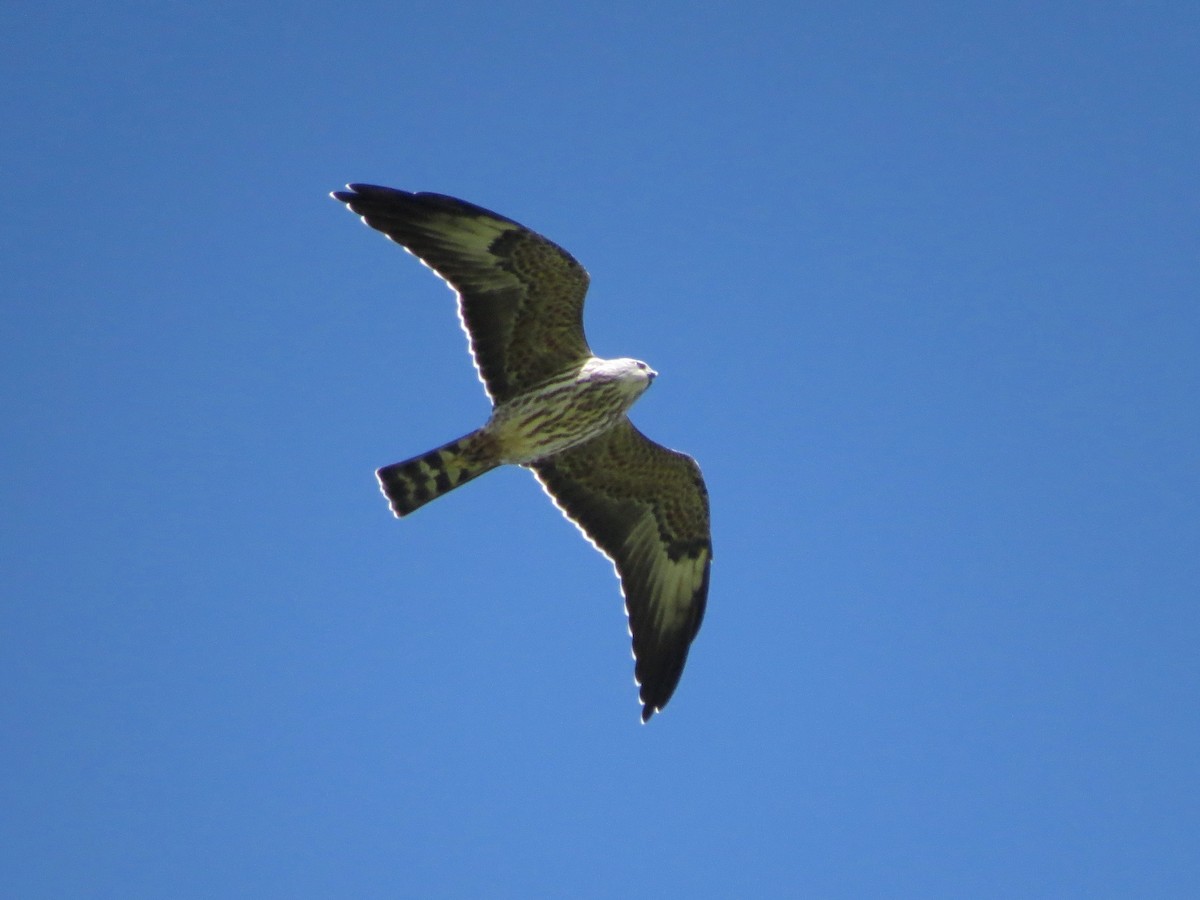 Mississippi Kite - John van Dort