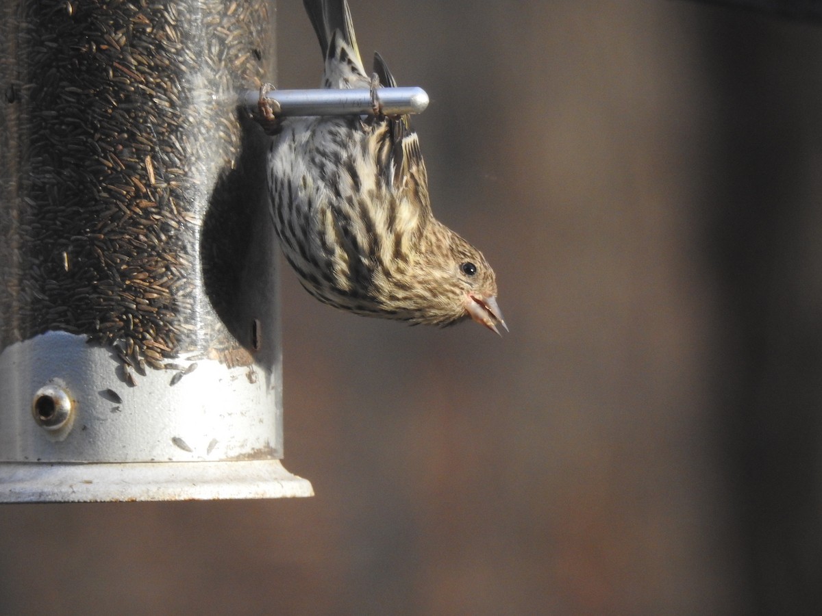 Pine Siskin - ML126872191