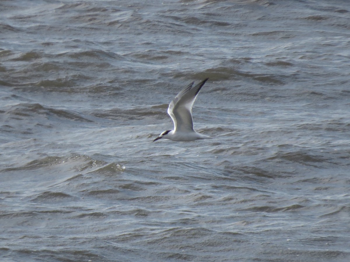 Sandwich Tern - ML126872481