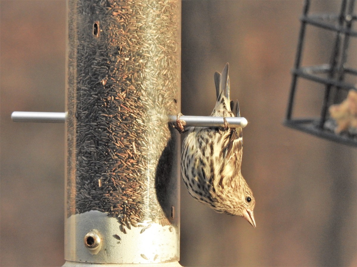 Pine Siskin - ML126872771