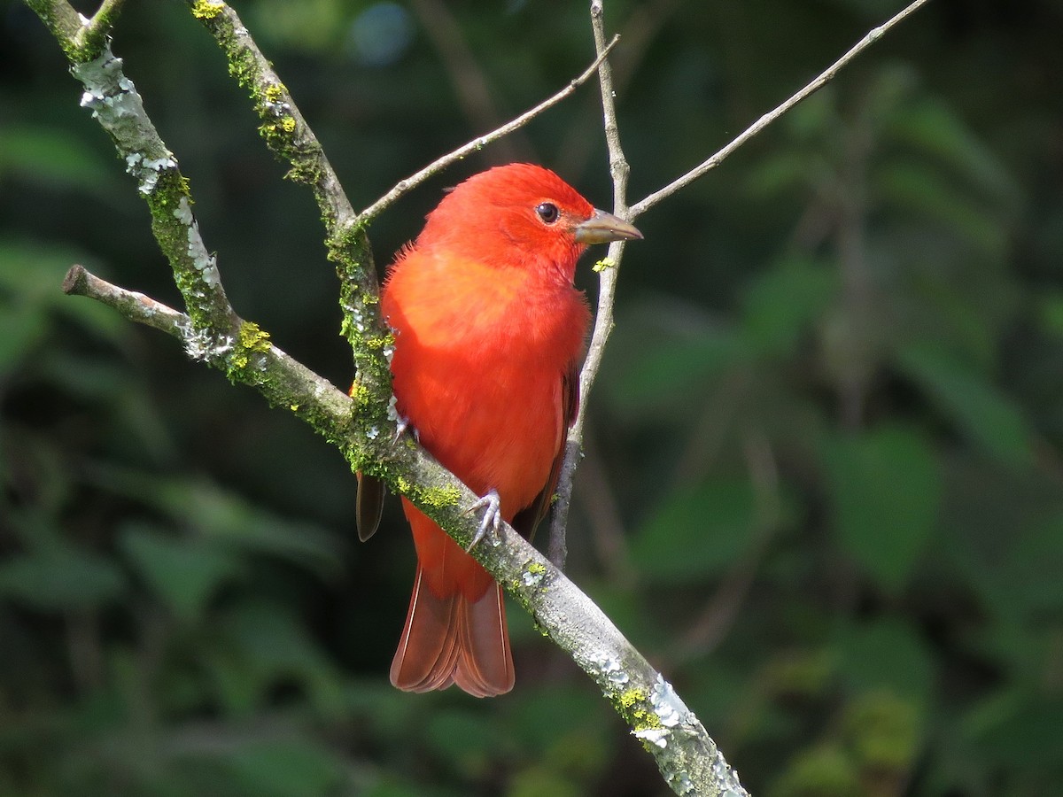 Summer Tanager - ML126873021