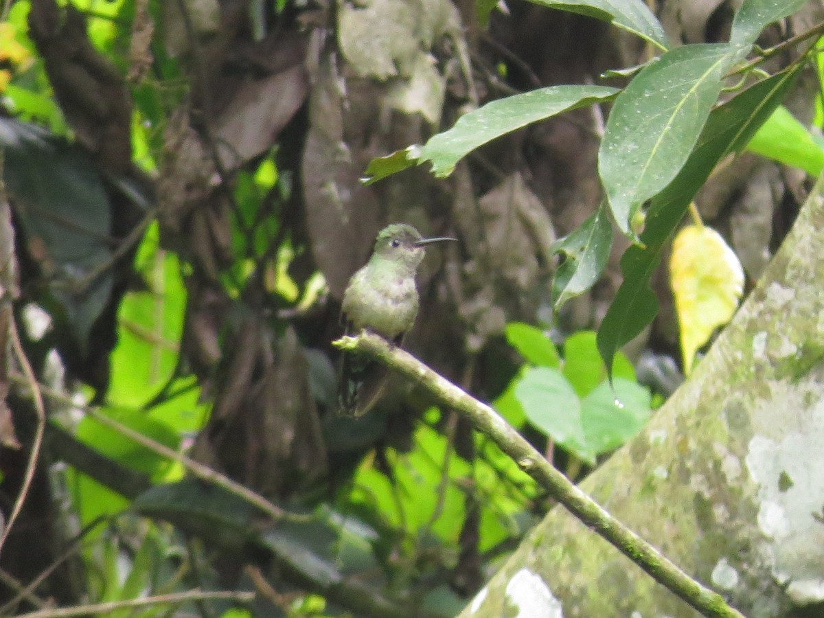 Scaly-breasted Hummingbird - ML126873221
