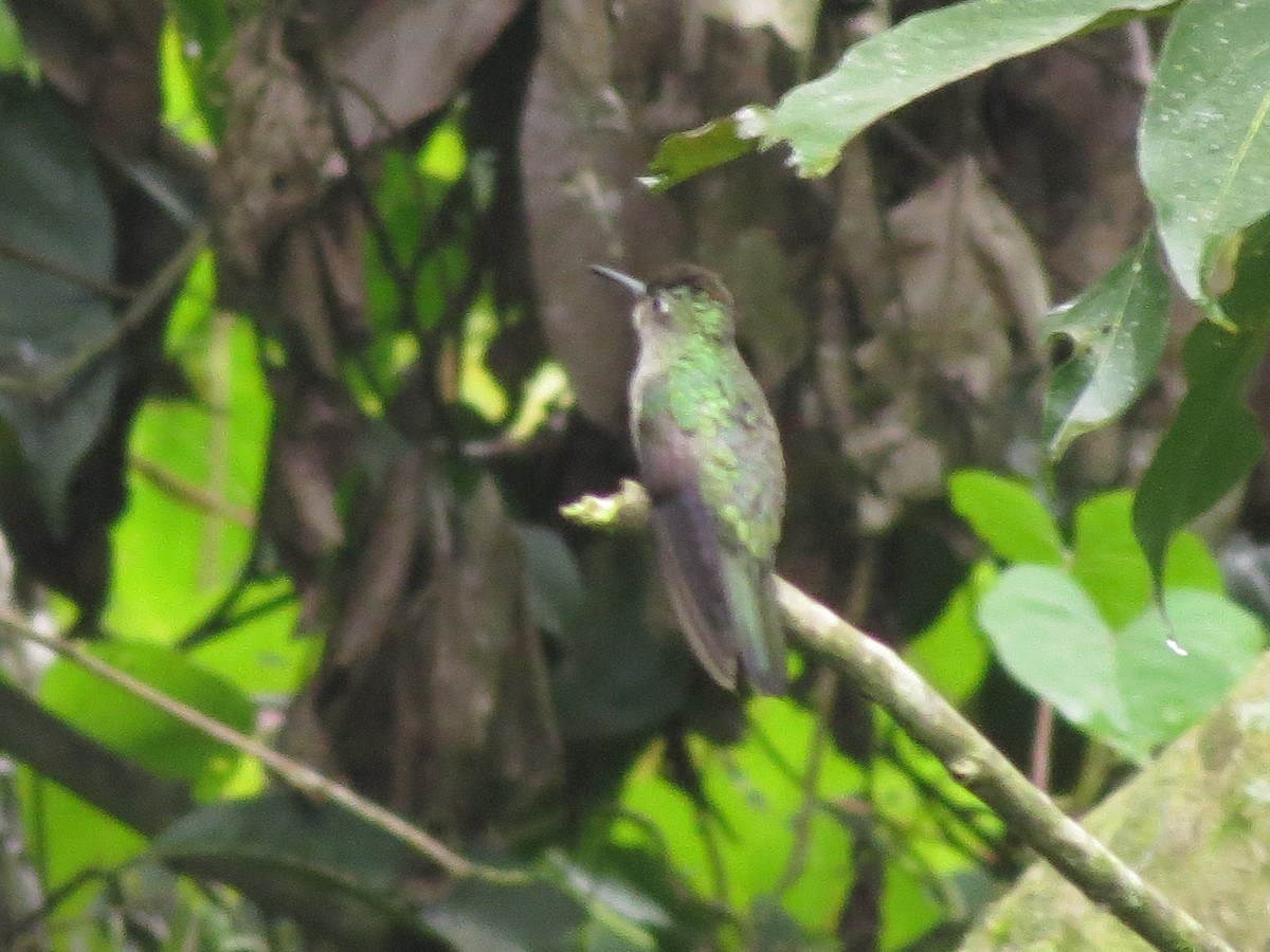 Scaly-breasted Hummingbird - ML126873241