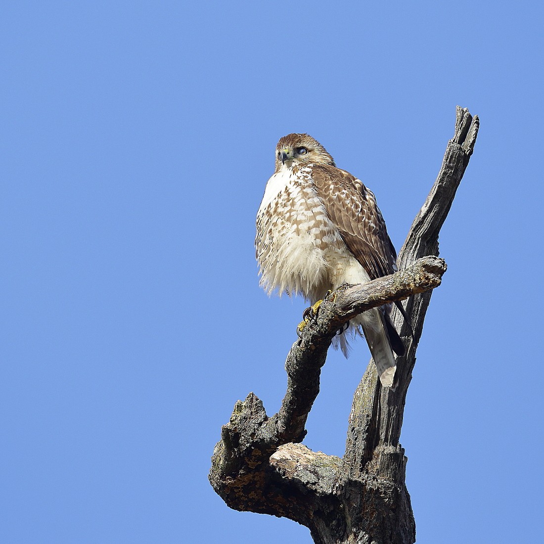 Red-tailed Hawk - ML126873361